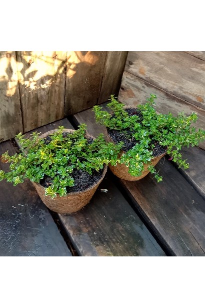 Чебрець лимонний Варієгата в горщику